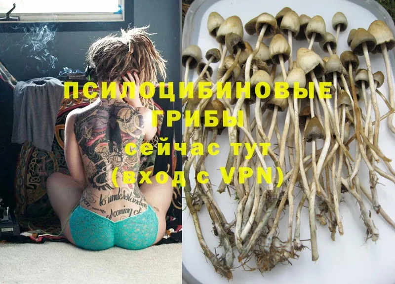 Псилоцибиновые грибы MAGIC MUSHROOMS  где продают   Аткарск 